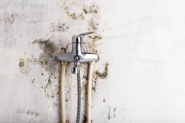 Best Affordable Mold Removal  in Surrey, ND
