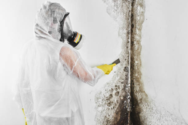 Best Office Mold Removal Services  in Surrey, ND