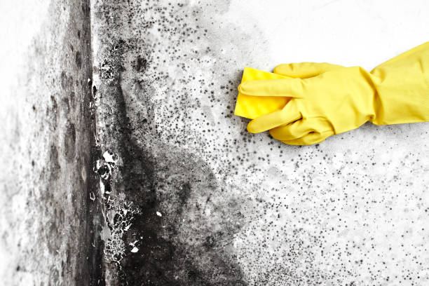 Best Fast Mold Removal  in Surrey, ND