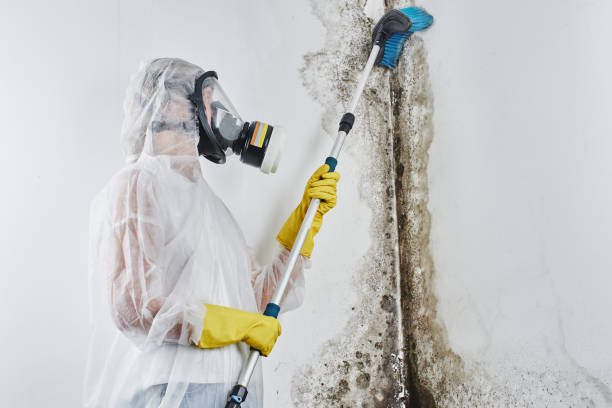 Best Crawl Space Mold Removal  in Surrey, ND