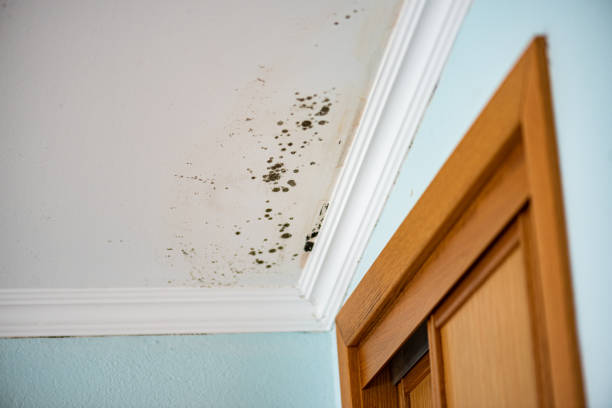 Office Mold Removal Services in Surrey, ND