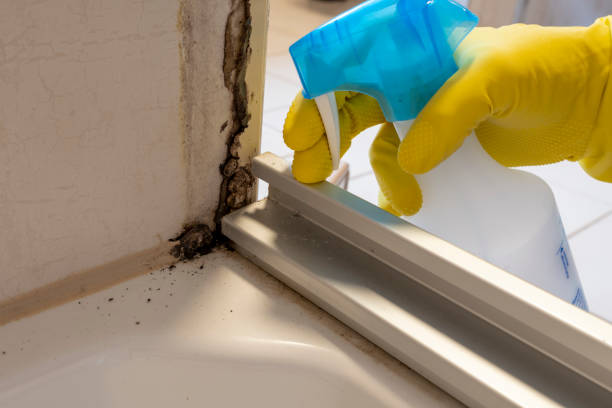 Best Mold Removal Process  in Surrey, ND