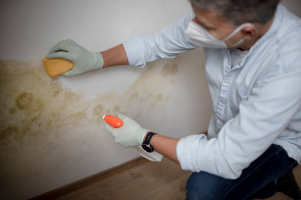 Best Certified Mold Removal  in Surrey, ND