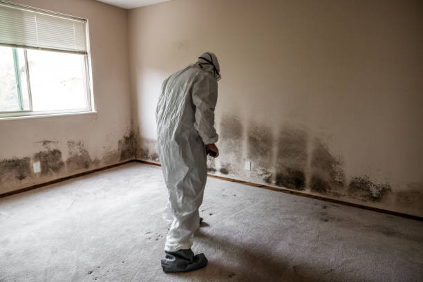 Best Attic Mold Removal  in Surrey, ND