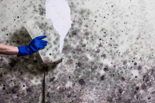 Trusted Surrey, ND Mold Removal Experts