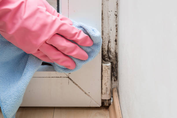 Best Professional Mold Removal  in Surrey, ND