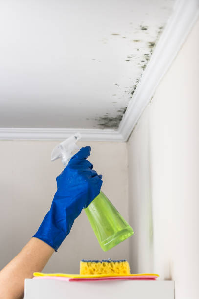 Best Home Mold Removal  in Surrey, ND