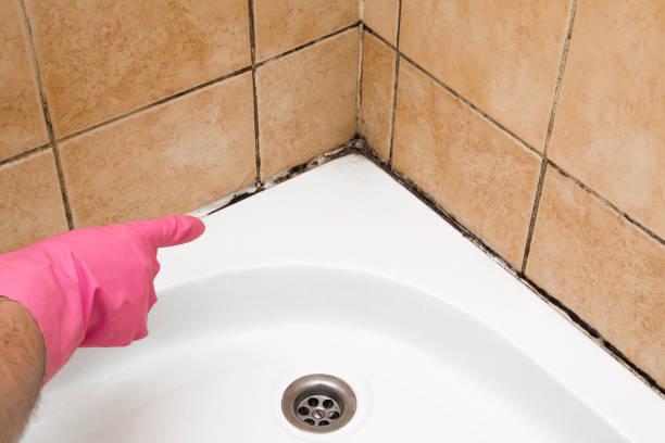 Best Local Mold Removal Service  in Surrey, ND