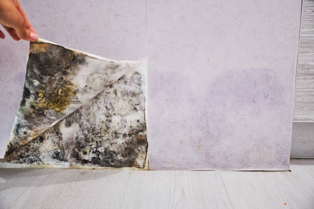 Best Best Mold Removal Companies  in Surrey, ND